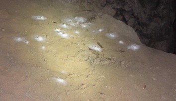 Desiatky mŕtvych netopierov pri Banskej Štiavnici. Ich smrť možno zavinili ľudia