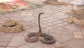 Rodinná dovolenka sa zmenila na horor: Turista zomrel po uhryznutí kobrou, ktorú mu do nohavíc pustil krotiteľ