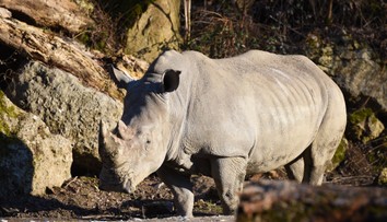 Nosorožec v salzburskej zoo zabil mladú ošetrovateľku. Zranený je aj ďalší zamestnanec