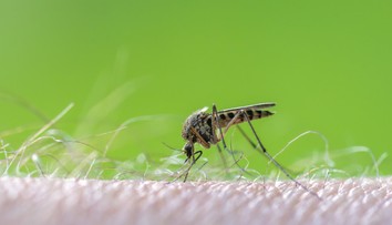 V Európe sa množia prípady západonílskej horúčky. Najviac sa šíri v obľúbenej dovolenkovej destinácii