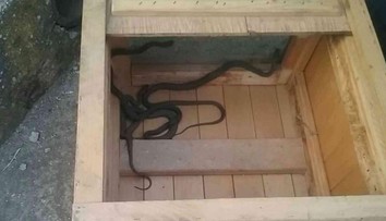 Pani Anna doma pozerala televízor, zrazu sa jej spod gauča vyplazil had