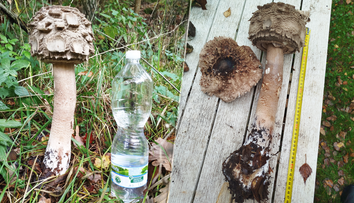 FOTO: „Také monštrum som ešte nevidela.“ Hubárka našla obriu bedľu – mala pol metra