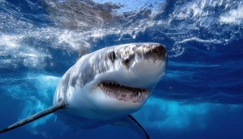 Opäť spozorovali gigantického žraloka. Objavil sa pri vyhľadávanom dovolenkovom mieste