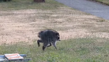 VIDEO: Obyvateľov Seattlu prekvapil bizarný tvor. „Jimothy“ sa stal virálnou senzáciou