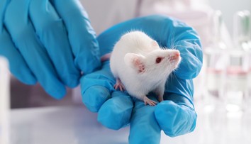 Prielom v ľudskej medicíne? Lekári vytvorili priehľadnú myš, cez kožu jej presvitajú orgány