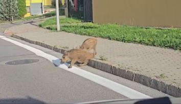 Diviaky sú už na žilinskom sídlisku ako doma. Na poliach nič nenájdu, tak si to namieria rovno k panelákom
