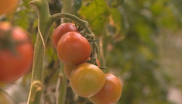 Zákazníci sa určite potešia. Na pulty sa vracajú slovenské cherry paradajky