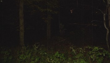 Odvážil sa vstúpiť do slovenského lesa, kde miznú ľudia. Žena, ktorá tam žije, vydala varovanie