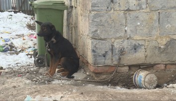 Žiaden pes na reťazi: Veterinári udeľovali pokuty aj odoberali psy