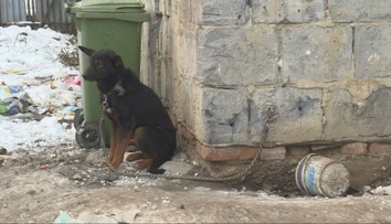 Žiaden pes na reťazi: Veterinári udeľovali pokuty aj odoberali psy