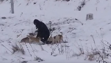 Po útoku svorky psov utratili. Zdá sa, že ani ich majiteľ sa trestu nevyhne