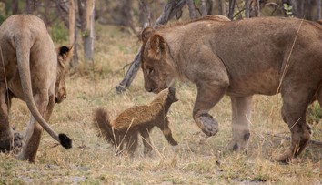 Váži iba 15 kíl, rešpekt pred ním majú aj levy. Najagresívnejší tvor Afriky má odstrašujúci arzenál zbraní