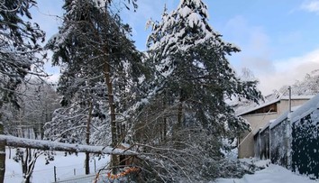 Košická zoo ostáva zatvorená. Sneh tam vyvrátil vyše 200 stromov