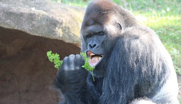 Elvis žije a poriadne pribral. Fotografia gorilieho samca z pražskej ZOO sa stala virálnym hitom