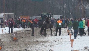 Furmani, ktorí na pretekoch kopali koňa, dostali pokutu 150 eur