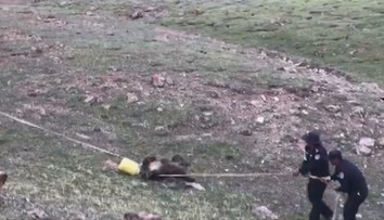 VIDEO: Vyčerpávajúca záchranná akcia. Medveď s barelom na hlave odmietal vyslobodenie