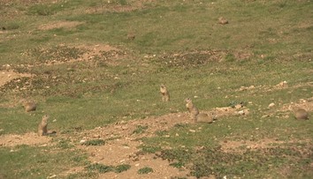 Lúka v Muránskej planine je veľkou atrakciou. Uvidíte tam zvieratá, ktoré sa bežne dobre skrývajú