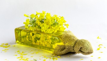 Čo je olivový olej severu?