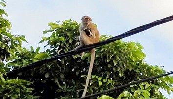 VIDEO: Opica uniesla šteniatko a tri dni ho držala na strome ako „rukojemníka“