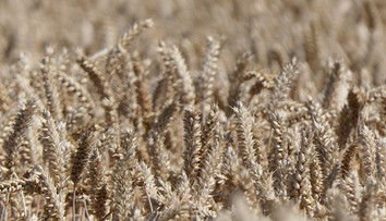 Rusko a Turecko dosiahli dohodu: Africkým krajinám v núdzi budú bezplatne dodávať obilie