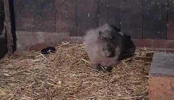 Našla sa kapybara, ktorá bola asi dva roky na úteku. Je živá a zdravá