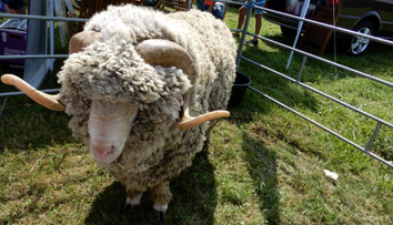 Krutosť neznámeho páchateľa na východe. Zabil a ťažko zranil plemenné barany