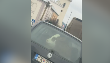 Neuveríte vlastným očiam. Vodič na Spiši prevážal v kufri auta kuriózny náklad