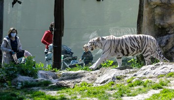 V bratislavskej zoo uhynul 17-ročný leopard cejlónsky
