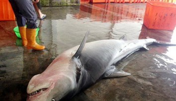 Rybári našli mŕtve žraloky. Toto im vytiahli z tiel
