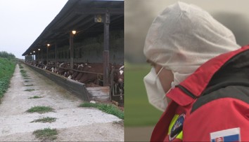 Operácia, akú sme tu nemali 50 rokov. Štát ukázal, čo sa bude diať po odhalení slintačky a krívačky