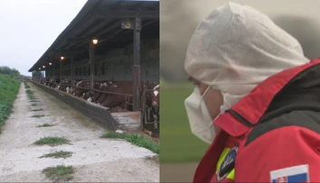 Operácia, akú sme tu nemali 50 rokov. Štát ukázal, čo sa bude diať po odhalení slintačky a krívačky