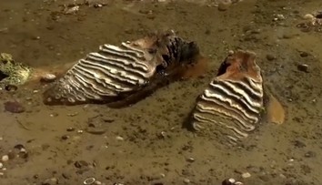 VIDEO: Rekordne sucho odhaľuje tajomstva Dunaja. Vo vyschnutom koryte objavili kostru dávno vyhynutého tvora