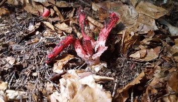 Hubárka našla exotický kúsok, ktorý sa podobá na chobotnicu