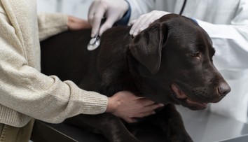 Psíkov v Bratislave trápi nebezpečné ochorenie. Veterinári hlásia množstvo prípadov