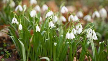 OBRAZOM: Jar klope na dvere. Slovensko zaplavili krásne rozkvitnuté snežienky
