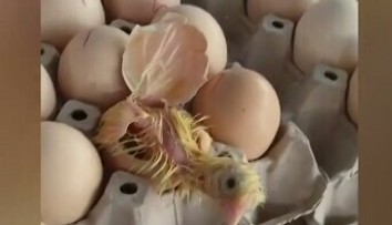 VIDEO: Majiteľka obchodu zostala v šoku. Na pulte sa z jedného z vajec vyliahlo kura