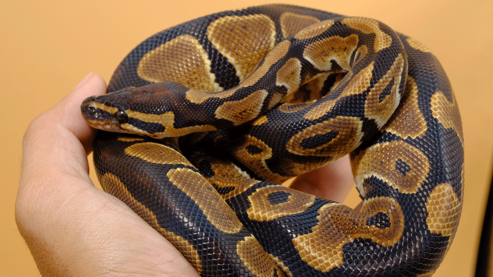 Šokujúci nález. Rodina našla v sušičke obrovského pytóna