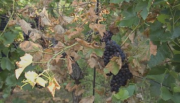 Porasty viniča u nás ničí ochorenie, ktoré rastliny doslova likviduje