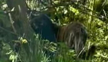 Žena na severe Čiech odfotila veľkú mačkovitú šelmu, úrady vyzvali ľudí, aby nechodili do lesov