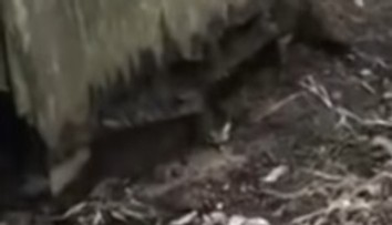 Video len pre silné povahy: Pod starou kôlňou sa skrývalo nemilé prekvapenie