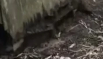 Video len pre silné povahy: Pod starou kôlňou sa skrývalo nemilé prekvapenie