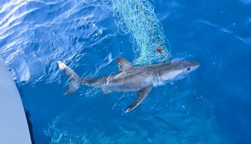 Neobvyklé momenty v Jadranskom mori. Najskôr tam ulovili žraloka, potom spozorovali veľrybu