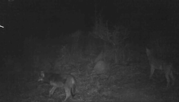 Nečakaná návšteva v blízkosti obce Trnavá Hora. Také zviera tam ľudia ešte nevideli