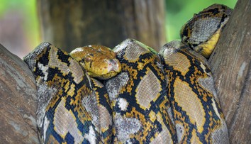 FOTO: Snímka policajta sa stala hitom internetu. Vďačí za to gigantickému pytónovi