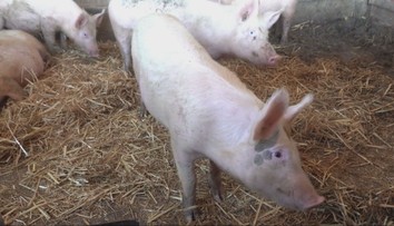 V Chorvátsku vyčíňa africký mor: Tisíce prasiat musia utratiť. Objavili sa aj teórie o útoku