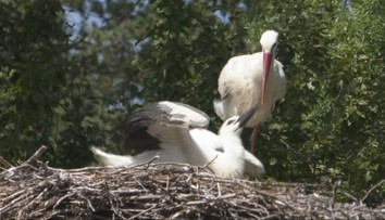 Vychudnutú ju zachránili, potom zmizla. Po rokoch sa bocianica vrátila späť do Bojníc