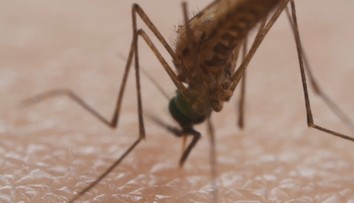 Cestovanie prináša riziká: Odborníčka varuje, čo všetko môžu spôsobiť parazity