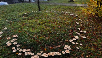 Pred domovom seniorov vyrástol „magický kruh“ z húb. Z kuriozity sa stala atrakcia