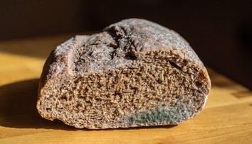 Vyhodiť či stačí odrezať? Odborníci vysvetľujú, ako naložiť s plesnivým jedlom