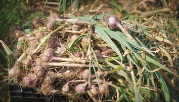 Lacný dovoz valcuje slovenský cesnak. Farmári ho chcú vrátiť späť do kuchýň netradičným spôsobom